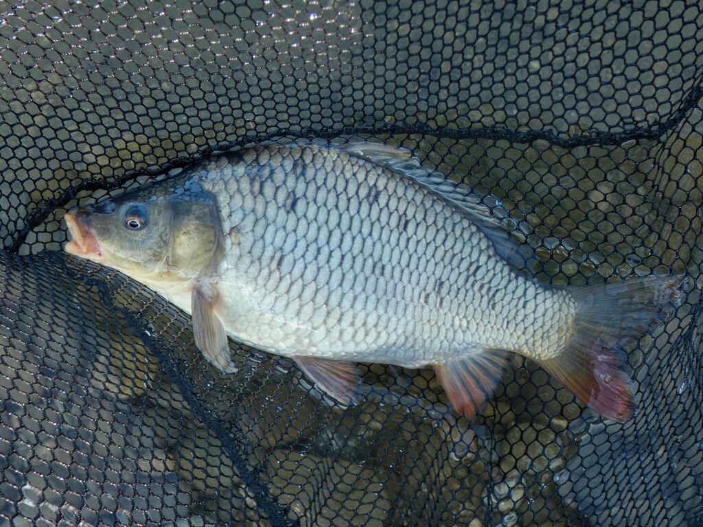 Karpfenfang