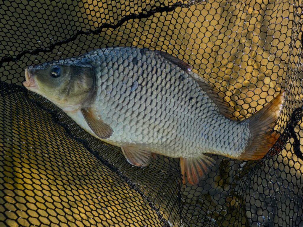 Karpfenfang